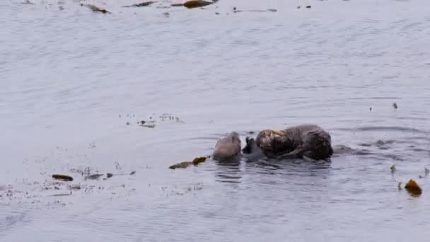 Two sea otters — Stock Video
