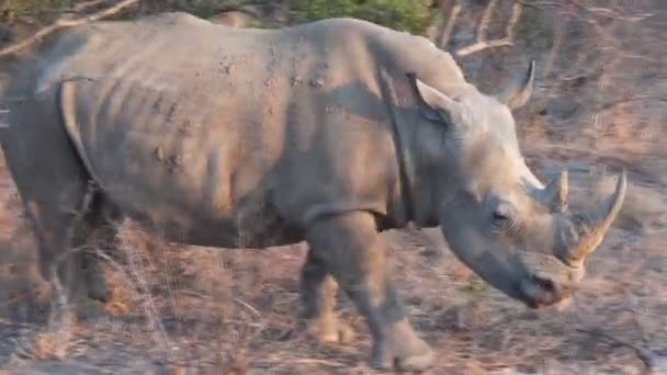 Rhinocéros marche vers la caméra — Video