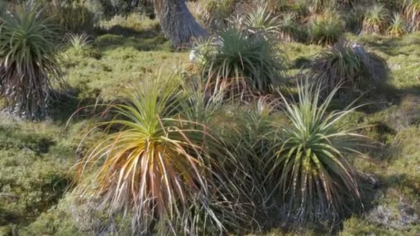 Pandani planten op de overland track — Stockvideo