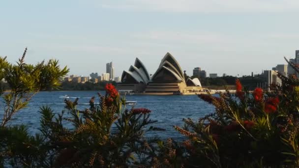 Sydney ópera casa com callistemon — Vídeo de Stock