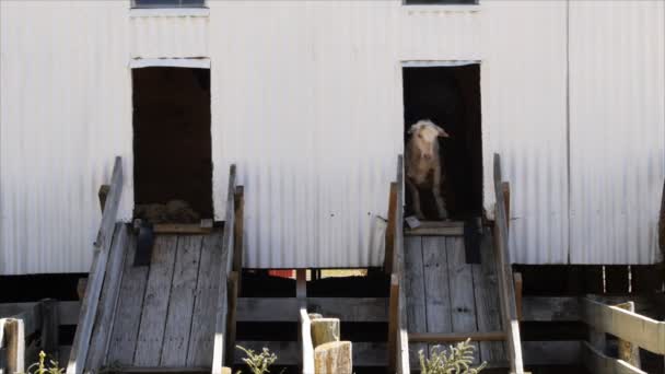 シュートを滑り落ちる羊 — ストック動画