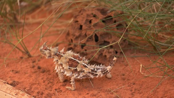 Dragon lizard from central australia — Stock Video