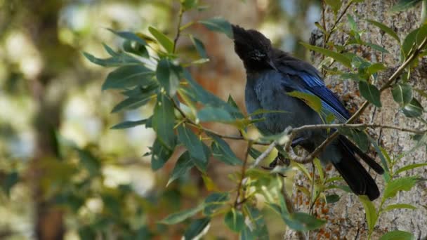 Steller's jay preens its feathers — Stock Video