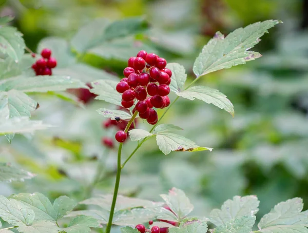 Close shot of a red baneberry at calaveras big trees state park in california — Stock Photo, Image