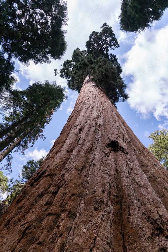 low angle shot of a giant sequoia trunk at calaveras big trees state park in california