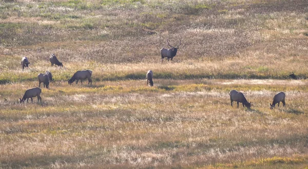 Breed schot van een eland hert staan achter zijn harem bij yellowstone — Stockfoto