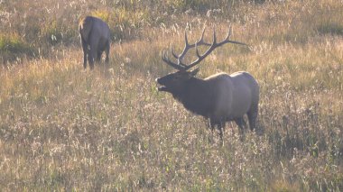 Yellowstone 'daki monotonluk sırasında boğa geyiği sesleniyor.