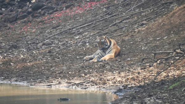 Männlicher Tiger ruht an einem heißen Tag in Tadoba neben einem Wasserloch — Stockfoto