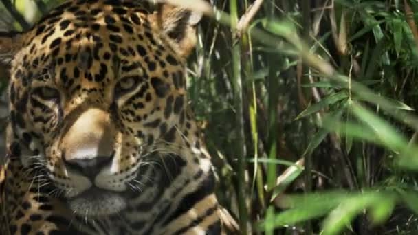 JACKSONVILLE, FL, USA- OCT, 23, 2017: vista frontal de un jaguar macho acostado entre bambú — Vídeo de stock