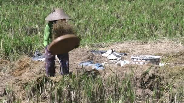 Vrouw die rijst plukt tijdens de oogst op het eiland bali — Stockvideo