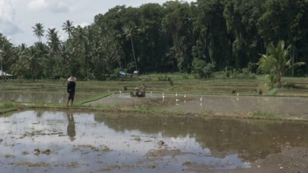 발리에 파종 할 준비가 된 농부 — 비디오
