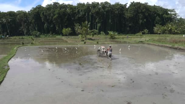 Un clip de cámara lenta de un agricultor usando una azada rotativa para preparar un arrozal para plantar en la isla de bali — Vídeos de Stock