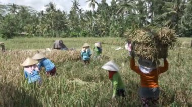 UBUD, İNDONEZYA - 15 Mart 2018: Bali 'de pirinç hasadı yapan kadınların geniş açı