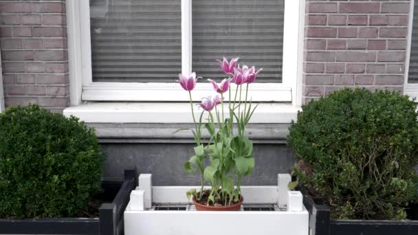 Blommande rosa tulpaner i en planter vid amsterdam — Stockvideo