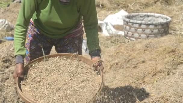Cámara lenta primer plano de una mujer winnowing arroz durante la cosecha en bali — Vídeo de stock