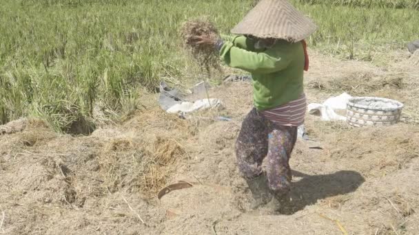 UBUD, INDONESIA - 15 de marzo de 2018: una toma en cámara lenta de una mujer arrojando arroz para separar los granos durante la cosecha de arroz en Bali — Vídeo de stock