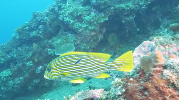 Primer plano de una wrasse limpiador y un forrado de labios dulces en tulamben, bali — Vídeos de Stock