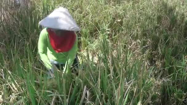 UBUD, INDONESIA - 2018年3月15日：一名巴厘妇女用金属镰刀在巴里收获水稻 — 图库视频影像