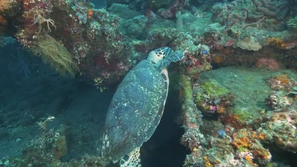 Schildkröte ernährt sich vom USAT Freedom Wrack in tulamben, bali — Stockvideo