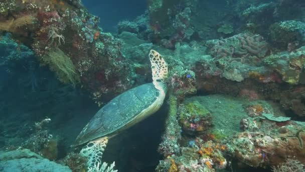Schildkröte hört auf, sich vom USAT-Freiheitswrack bei tulamben, bali zu ernähren — Stockvideo