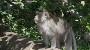 Bali 'de Ubud' un yanındaki kütükte maymun var