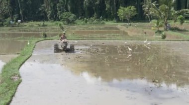 UBUD, İNDONEZYA - 15 Mart 2018 Bali 'de pirinç tarlası hazırlayan bir çiftçi