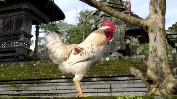Rooster standing on a wall of bedugul village in bali — Stock Video