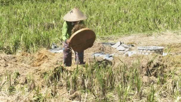 180p cámara lenta largo tiro de una mujer winnowing arroz en un campo — Vídeo de stock