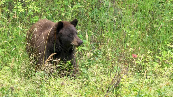 Perto de uma grama urso preto pendurado em sua boca em yellowstone — Fotografia de Stock