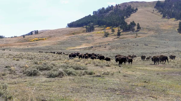 秋天，黄石公园里，一头野牛正朝拉玛山谷走去，拍了一张大大的照片 — 图库照片