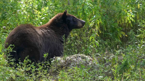 Zblízka černý medvěd žvýká něco na Yellowstone — Stock fotografie