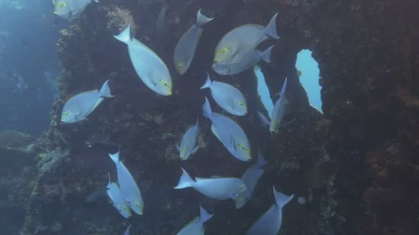 Elongate surgeonfish at the liberty wreck in tulamben on the island of bali — Stock Video