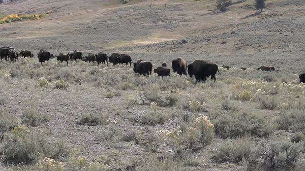 Vista media di una mandria di bisonti passeggiando nella valle del Lamar a yellowstone — Foto Stock
