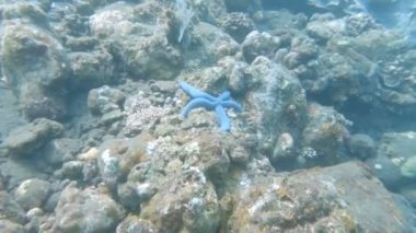 Mavi Iinckia deniz yıldızı Bali 'deki enkazın yanında özgürlük.