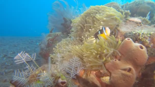 Clarks clownfish em sua anêmona hospedeira no naufrágio da liberdade em tulamben, bali — Vídeo de Stock