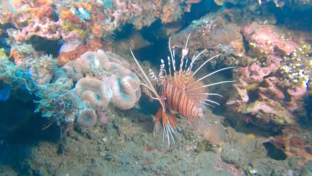 Bali 'deki gemi enkazında aslan balığı kameraya doğru dönüyor. — Stok video