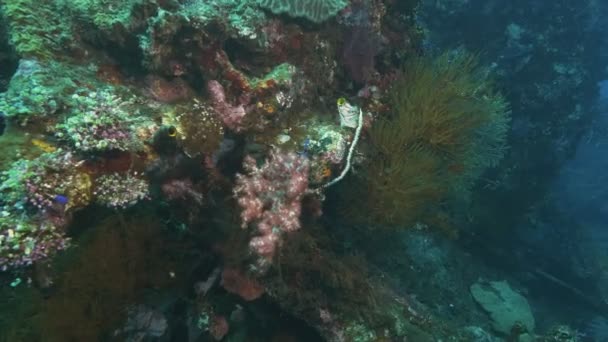 Um coral macio crescendo no naufrágio da liberdade de usat em tulamben em bali — Vídeo de Stock