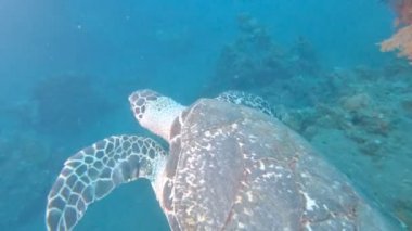 Kaplumbağa Bali 'deki tulamben enkazından yüzüyor.