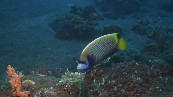 Ein Kaiserskalfisch in Freiheit in tulamben, bali — Stockvideo