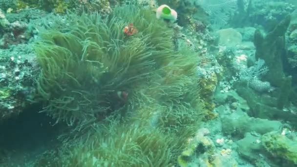 Maroon e percula clownfish compartilham uma anêmona em tulamben, bali — Vídeo de Stock