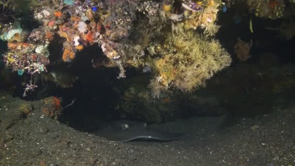 A stingray shelters under the liberty wreck at tulamben on the island of bali — Stock Video