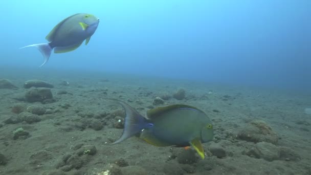 Närbild av långsträckta kirurgiska fiskar vid friheten i tulamben, bali — Stockvideo