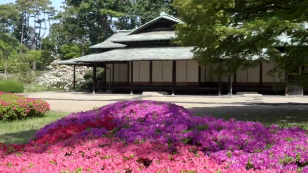 TOKYO, GIAPPONE - 10 APRILE 2018: primo piano di suwano-chayo nel giardino orientale del palazzo imperiale, tokyo — Video Stock