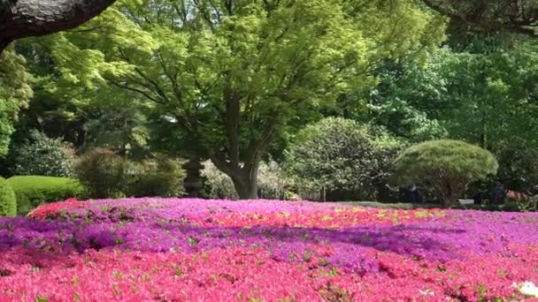 Acercar en azaleas florecientes y un árbol de arce en el palacio imperial, tokyo — Vídeo de stock