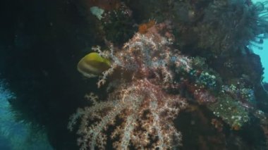 Tulamben, Bali 'deki gemi enkazında büyüyen yumuşak bir mercanın kapanışı.