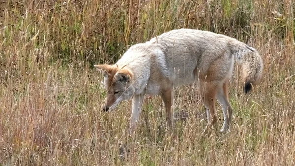 Coiote escutando atentamente um pequeno animal em um prado em yellowstone — Fotografia de Stock