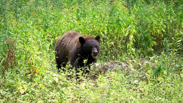 Front view of a black bear feeding in a meadow at yellowstone national park in wyoming — Stock Photo, Image