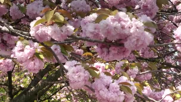 Közel a cseresznyevirágok a császári paloták keleti kertben Tokyoban — Stock videók