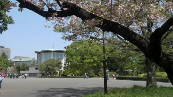 TOKYO, JAPAN - APRIL, 10, 2018: Konserthuset tokagakudo och ett körsbärsträd i blom i kejserliga palats östra trädgården i tokyo — Stockvideo