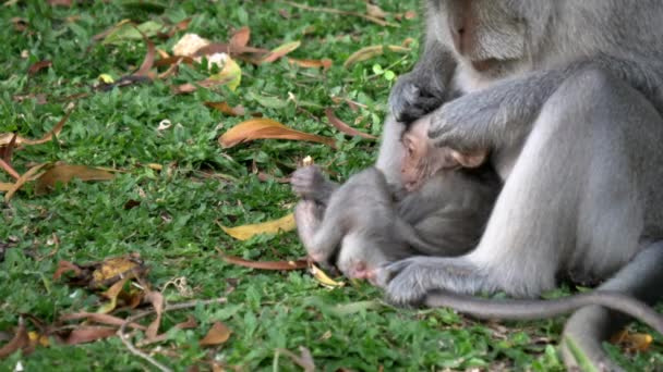 Close-up van een makaak moeder op zoek naar luizen op haar baby terwijl rusten op gras in uluwatu tempel — Stockvideo